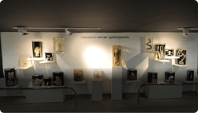 Manipal Museum of Anatomy & Pathology